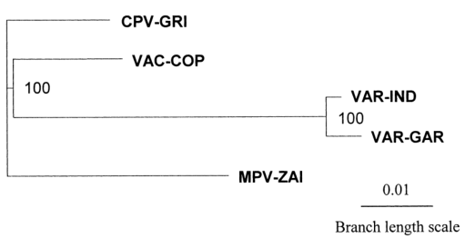 MPV、VAR、CPV、VAC末端可變基因組序列系統(tǒng)發(fā)育樹分析