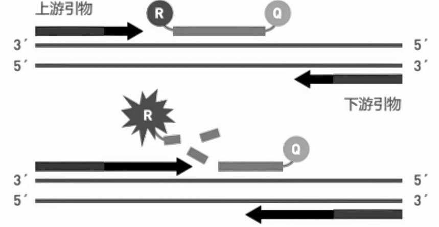 探針?lè)òl(fā)光原理