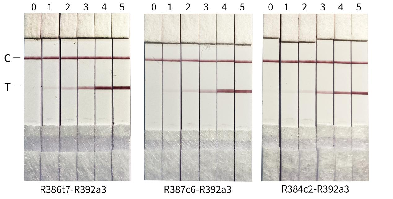 猴痘病毒A35R抗體膠體金檢測結(jié)果