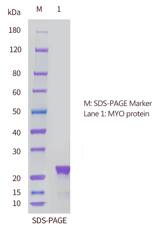 肌紅蛋白（MYO）的SDS-PAGE分析圖